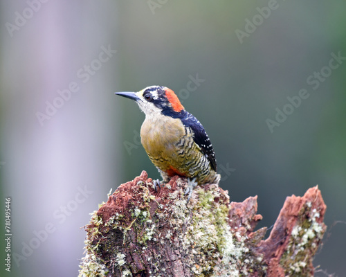 Birds of Costa Rica: Black-cheeked Woodpecker (Melanerpes pucherani) photo