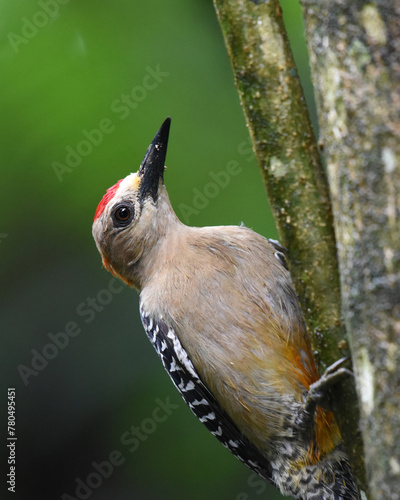 Birds of Costa Rica: Hoffmann's Woodpecker (Melanerpes hoffmannii) photo