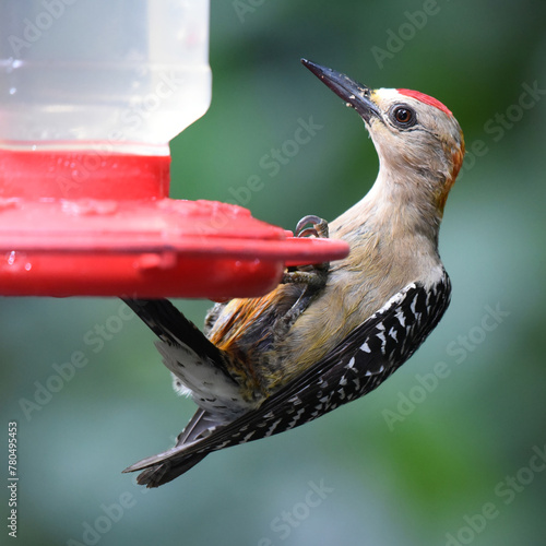 Birds of Costa Rica: Hoffmann's Woodpecker (Melanerpes hoffmannii) photo