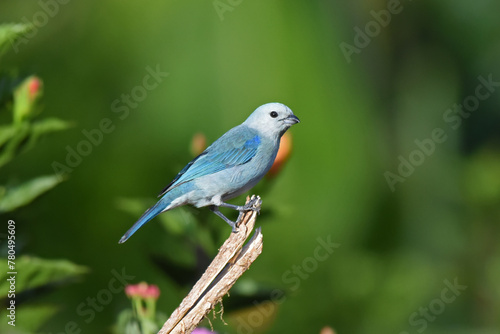 Birds of Costa Rica: Blue-gray Tanager (Thraupis episcopus) photo