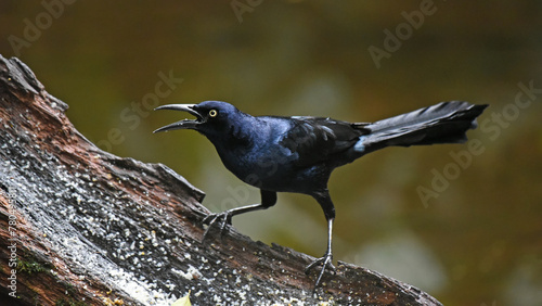 Birds of Costa Rica: Great-tailed Grackle (Quiscalus mexicanus) photo