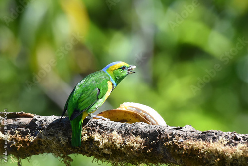 Birds of Costa Rica: Golden-browed Chlorophonia (Chlorophonia callophrys) photo