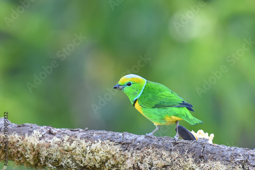 Birds of Costa Rica: Golden-browed Chlorophonia (Chlorophonia callophrys)
