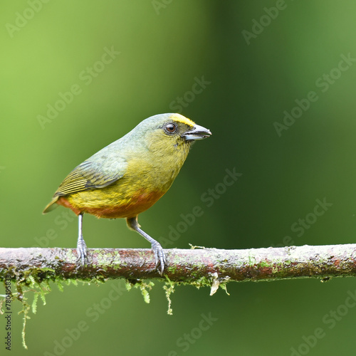 Birds of Costa Rica: Male Olive-backed Euphonia (Euphonia gouldi) photo