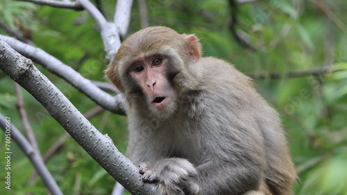 Rhesus macaque is sitting on the tree slow motion, 120fps wildlife footage taken from Nathia Gali, Town in Pakistan
 photo