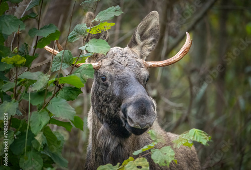 Young moose eating fresh leaves