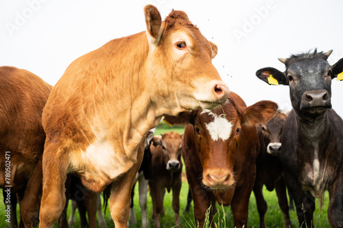 A herd of beef cattle on a free range cow ranch farm