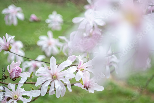 Close-up of white-pink Magnolia stellate, Siebold and Zucc, flowers of a green spring park. blurred foreground © Yevhenii Khil
