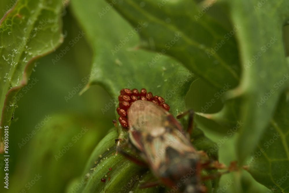Fototapeta premium A red insect laying eggs on a green leaf