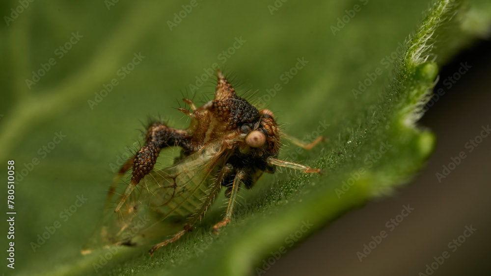 strange insect walking on a green leaf (Cyphonia) strange insect walking on a green leaf (Cyphonia)