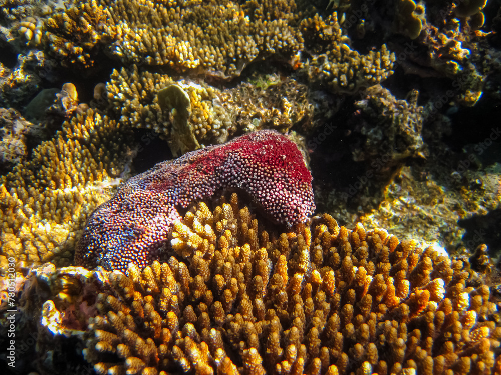 Fototapeta premium Coral reef of the Red Sea. Inhabitants of the underwater world on the seabed.