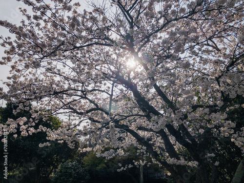 Fototapeta Naklejka Na Ścianę i Meble -  逆光の桜