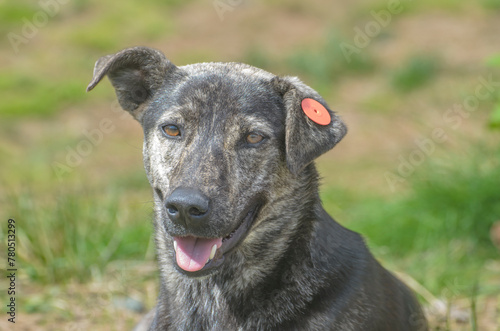 stray dog with a tag in his ear