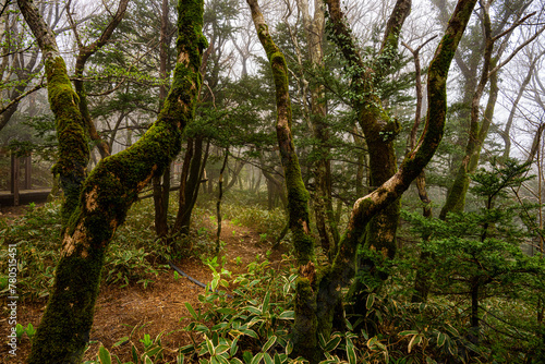 A walk through the forest on Mount Hallasan on Jeju Island, Japan.