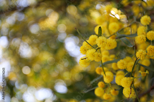 Close up shot of beautiful mimosa tree blossoms. Branches full of yellow flowerings. Background, close up, copy space, crop shot.
