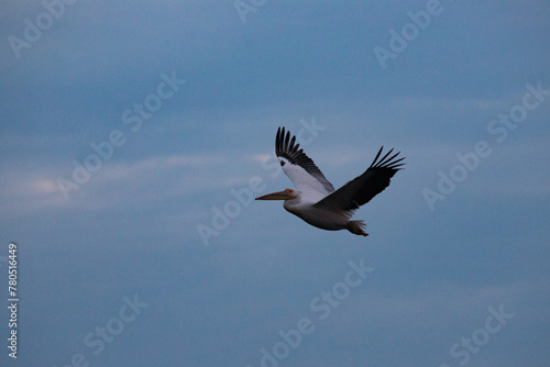 Great White Pelican (Pelecanidae) in the Danube Delta, Romania © erika8213