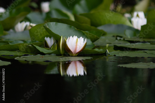 Water flowers of Danube.