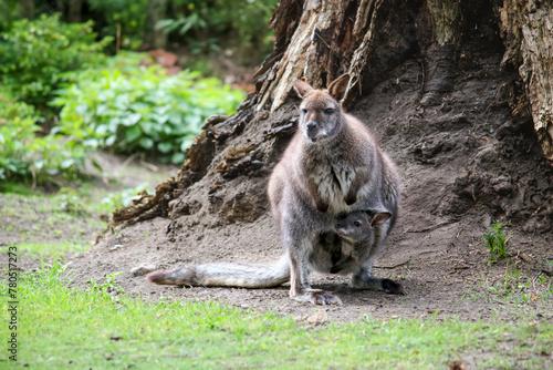 Wallaby Weibchen mit Baby im Beutel auf einer Wiese vor einem Baum, kleines Känguru © leofrog