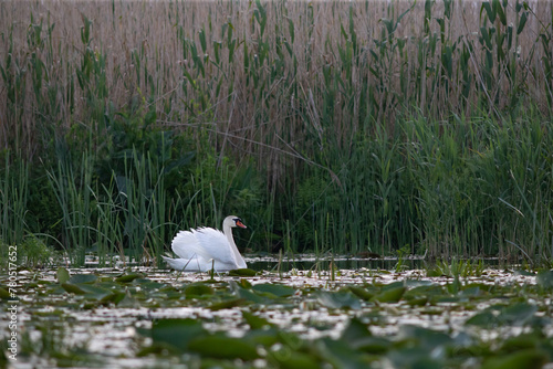 Fototapeta Naklejka Na Ścianę i Meble -  The Mute swan, Cygnus olor is a species of swan and a member of the waterfowl family Anatidae.