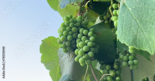 Sick white grapes rot on vines infected by fungal disease. Grape mold: Botrytis cinerea. Spoiled fruit bunch pharmaceutical concept. Organic vineyard farm. Mildew on young grapes, 4K resolution photo