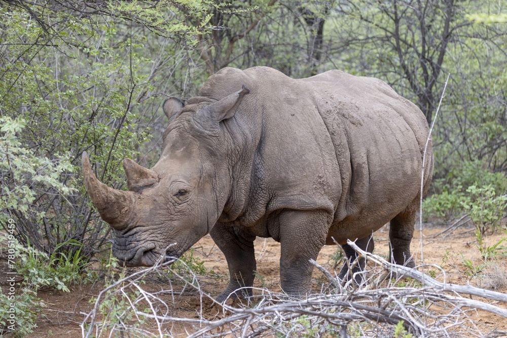 Picture of a rhino in the wild taken in the Namibian province of Waterberg Picture of a rhino in the wild taken in the Namibian province of Waterberg