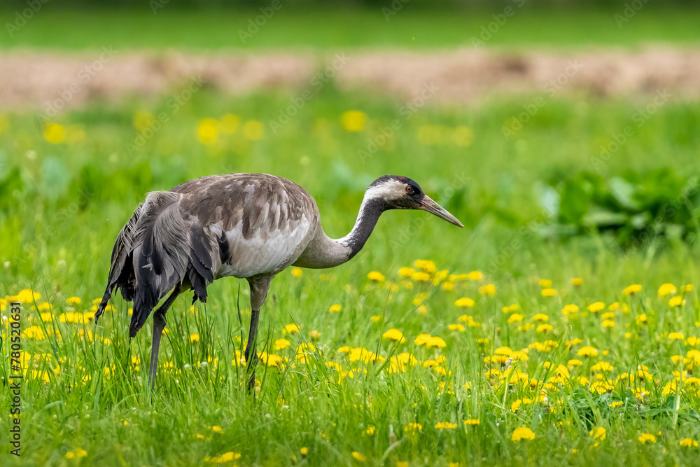 Fototapeta premium Cranes in the meadow in the morning