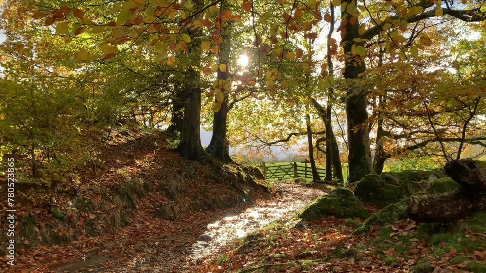 Rural country scene in England in autumn road or path through the wood. Traditional country scene on bright day UK 4K Rural country scene in England in autumn road or path through the wood. Traditional country scene on bright day UK 4K
