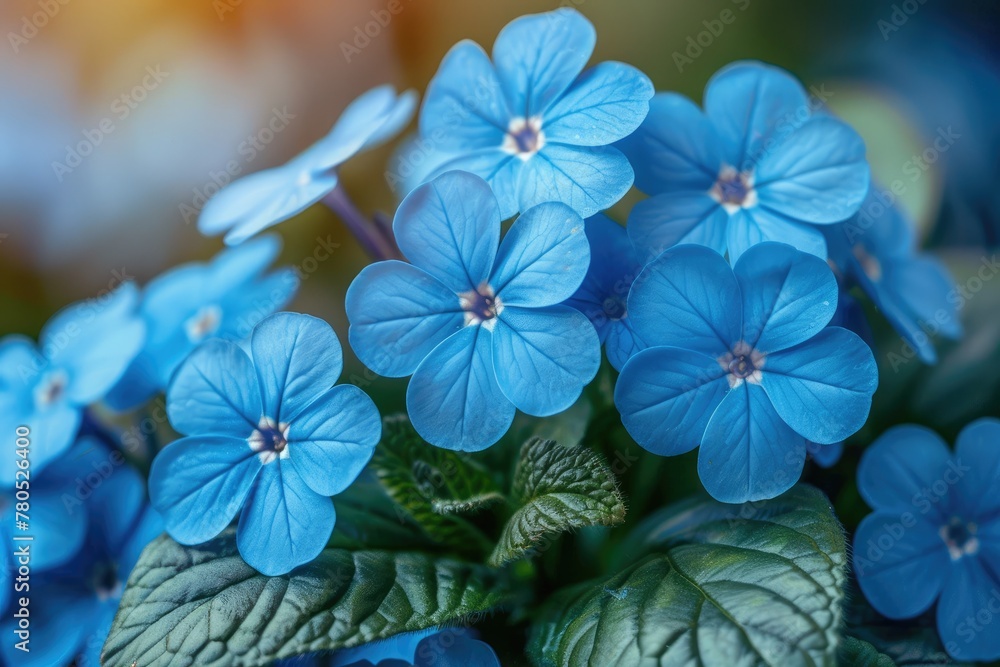 the flowers of a morning plant in the spring sunshine professional photography the flowers of a morning plant in the spring sunshine professional photography