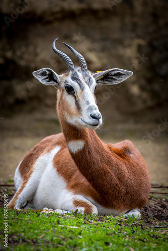 elegant gazelle in natural habitat