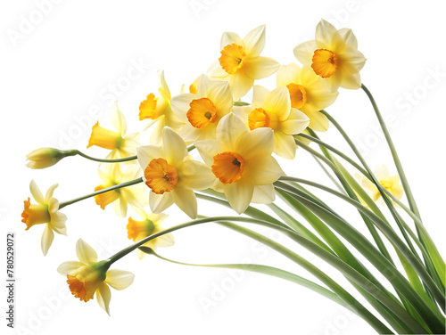 Chrysanthemum flower isolated on transparent background