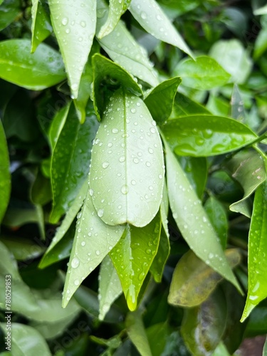 rain drops on leaves
