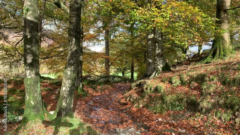 Rural country scene in England in autumn road or path through the wood. Traditional country scene on bright day UK 4K Rural country scene in England in autumn road or path through the wood. Traditional country scene on bright day UK 4K