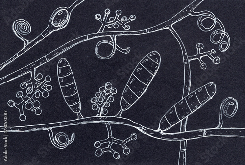 Detailed hand-drawn illustration of Trichophyton mentagrophytes, a fungus causing skin infections like athlete's foot and ringworm.