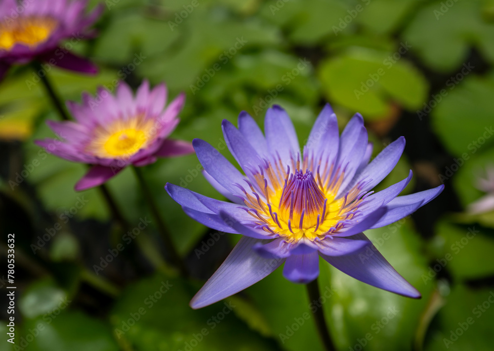 Lillie Pond in a Japanese temple