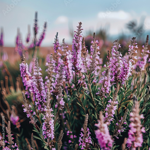 purple flowers in a field with a sky background