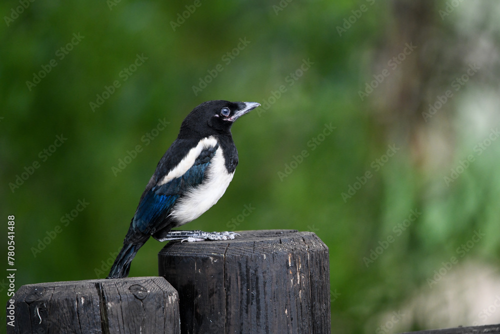 Obraz premium Une jeune pie