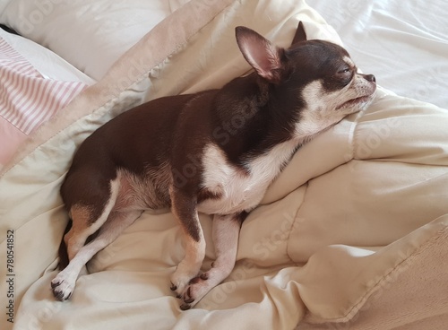 Cute chihuahua dog sleeping on the bed at home