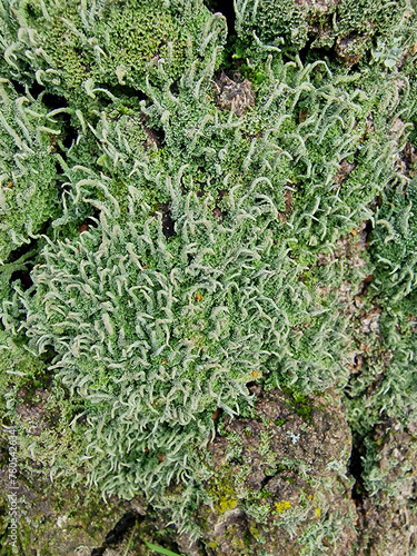 Lichen Common powderhorn or  Powderhorn cup lichen (Cladonia coniocraea) photo