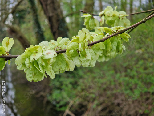 Twig with seeds of Elm (Ulmus sp.)