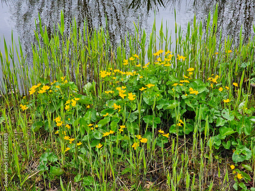Flowering Marsh Marigold (Caltha palustris) along ditch
