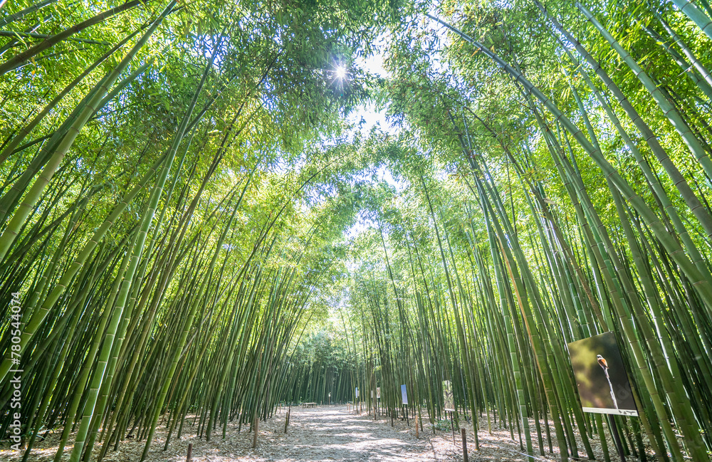 The Bamboo Cevennes, Occitanie, France