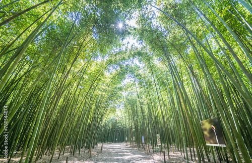 Obraz na płótnie The Bamboo Cevennes, Occitanie, France w salonie