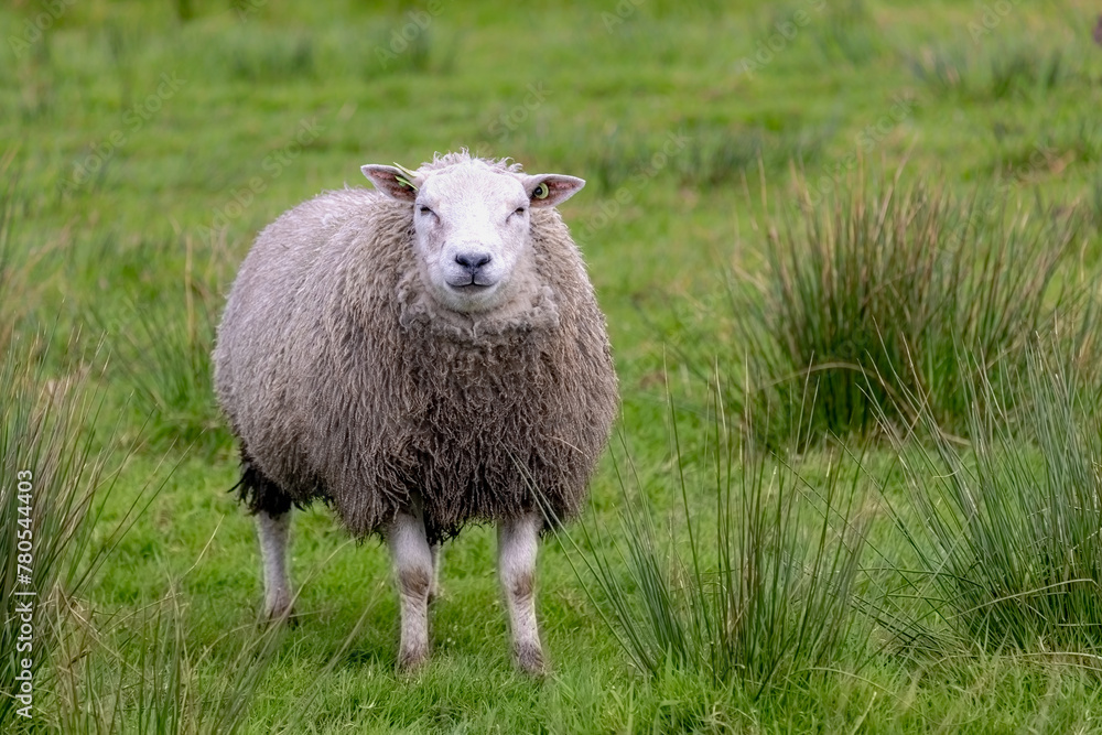 Obraz premium Selective focus of a young sheep standing and nibbling grass on green meadow, Ovis aries are quadrupedal ruminant mammals typically kept as livestock, Lamb on the field in countryside of Netherlands.