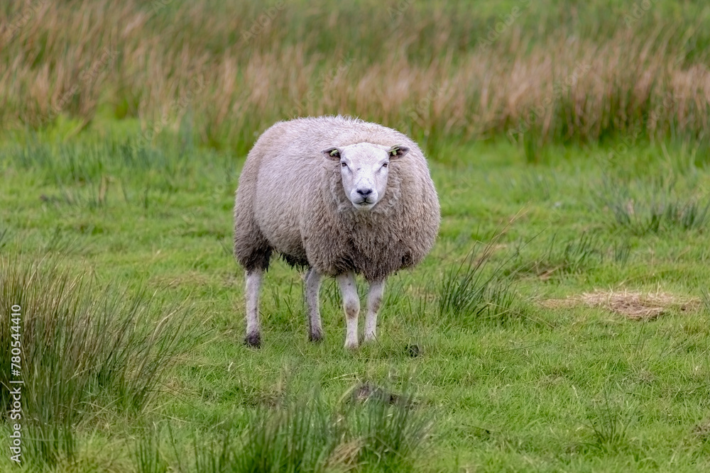 Obraz premium Selective focus of a young sheep standing and nibbling grass on green meadow, Ovis aries are quadrupedal ruminant mammals typically kept as livestock, Lamb on the field in countryside of Netherlands.