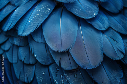 Close-Up Texture of Blue Bird Feathers with Water Droplets