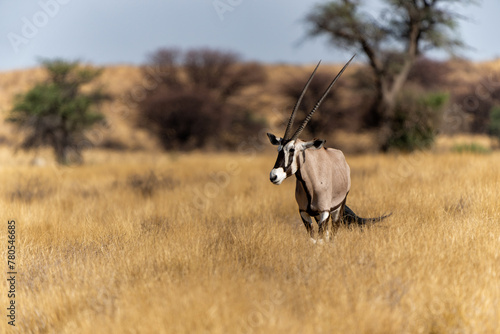 Oryx, African oryx, or gemsbok (Oryx gazella) searching for water and food in the dry red dunes of the Kgalagadi Transfrontier Park in South Africa