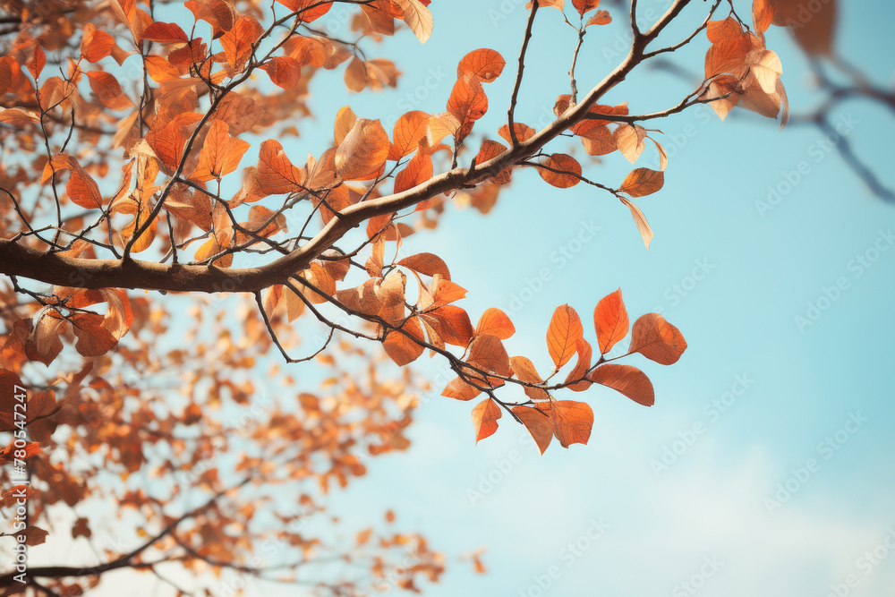 Autumn Leaves against a Blue Sky Autumn Leaves against a Blue Sky