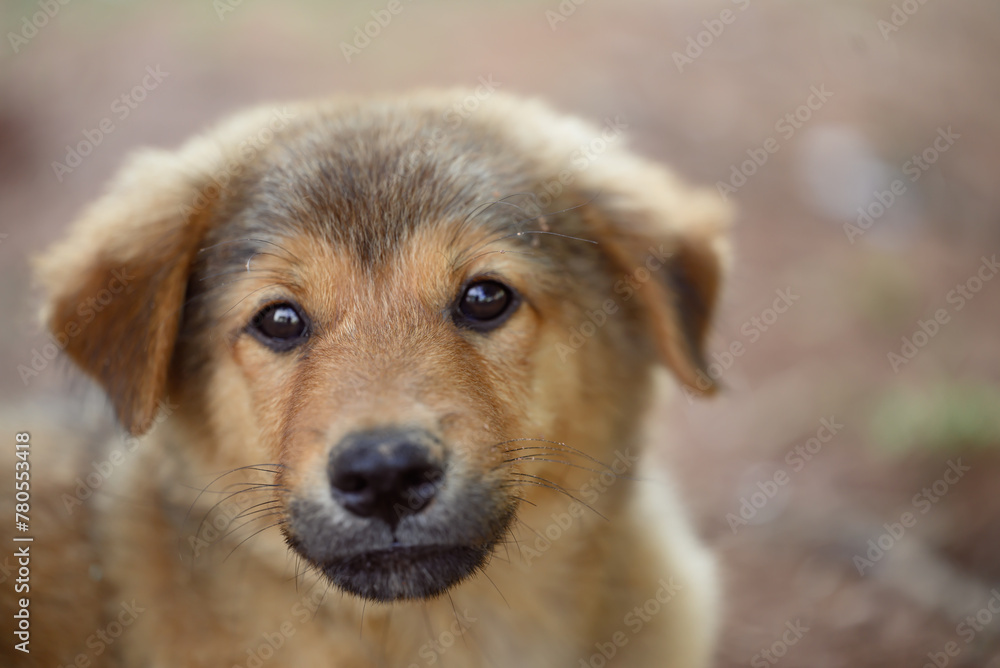 Brown puppy looking at camera, Cute pet, Thai dog Brown puppy looking at camera, Cute pet, Thai dog