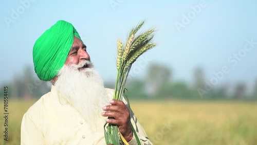 Portrait of happy senior indian punjab sikh farmer in agriculture field holding wheat corp in hand, Agribusiness, Rural india. photo