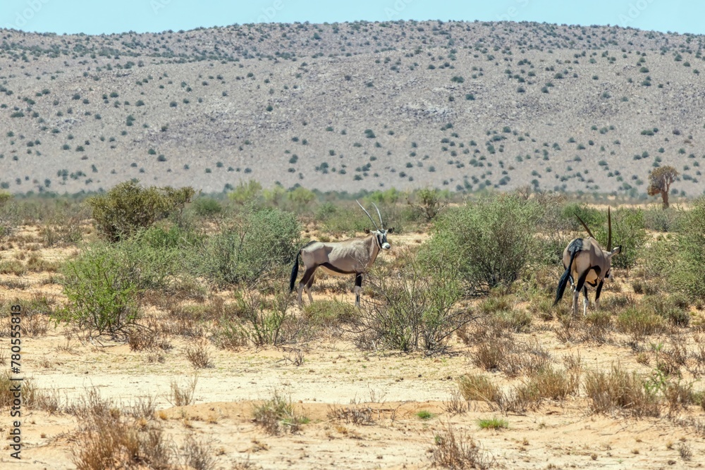 Picture of an group of Oryx antelopes standing in the Namibian Kalahari Picture of an group of Oryx antelopes standing in the Namibian Kalahari